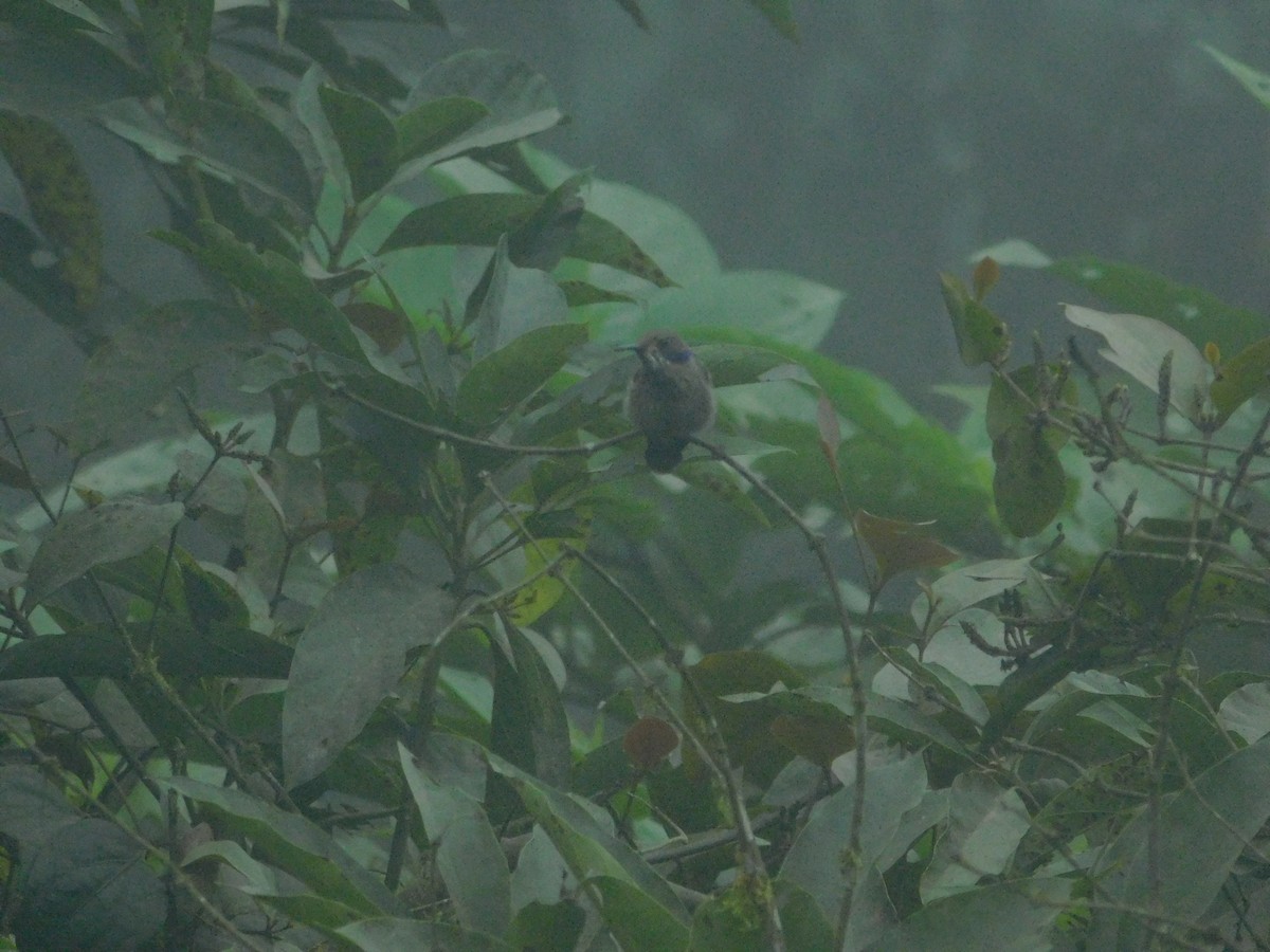 Braun-Veilchenohrkolibri - ML647035129