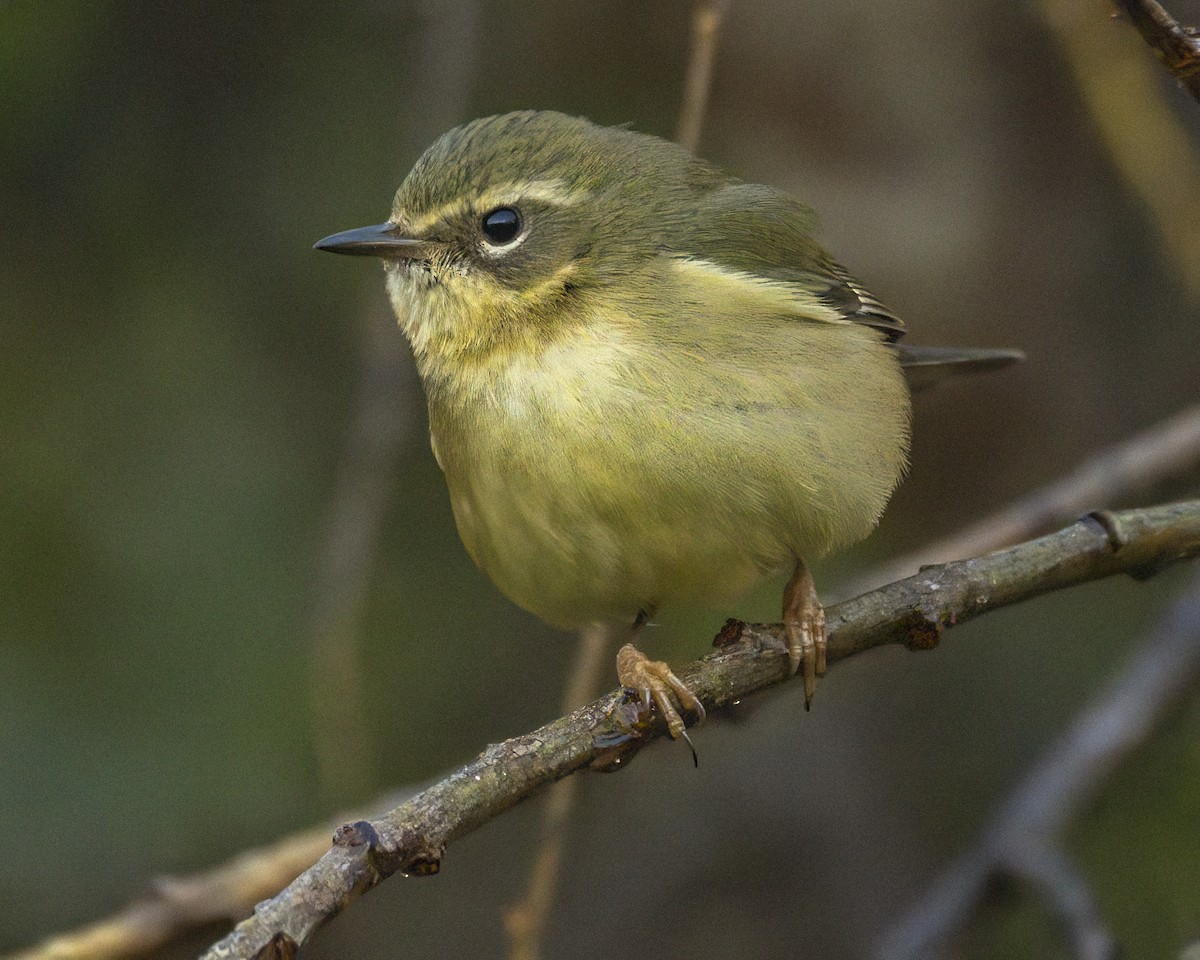 Black-throated Blue Warbler - ML647035130