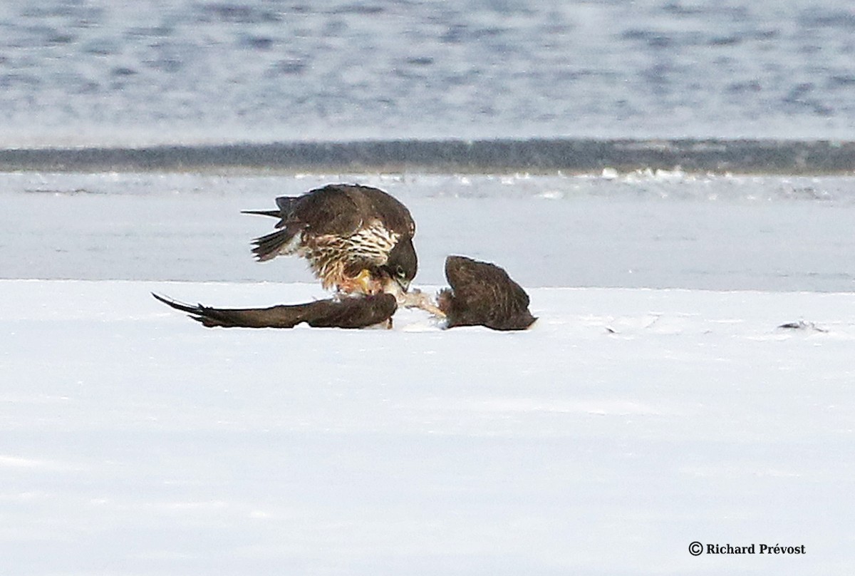 Peregrine Falcon - ML647035137