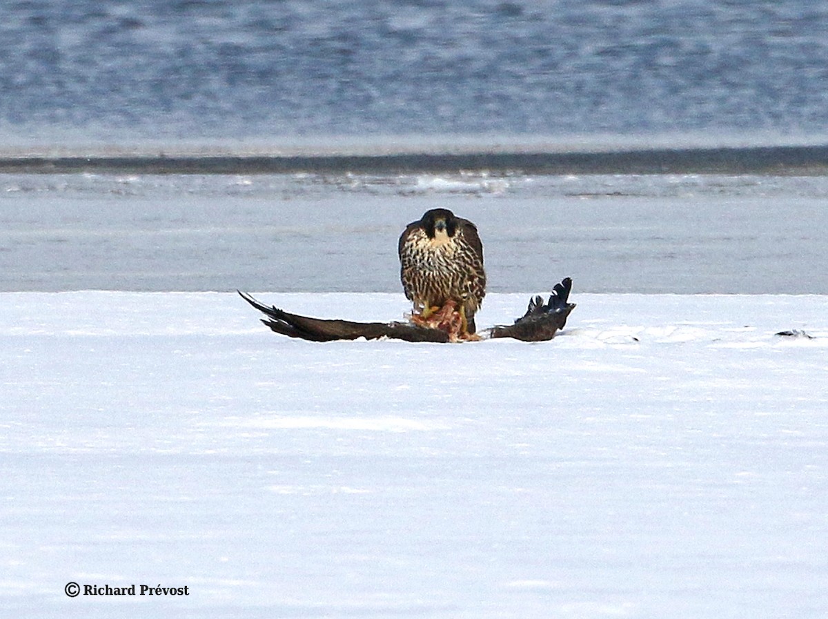 Peregrine Falcon - ML647035147