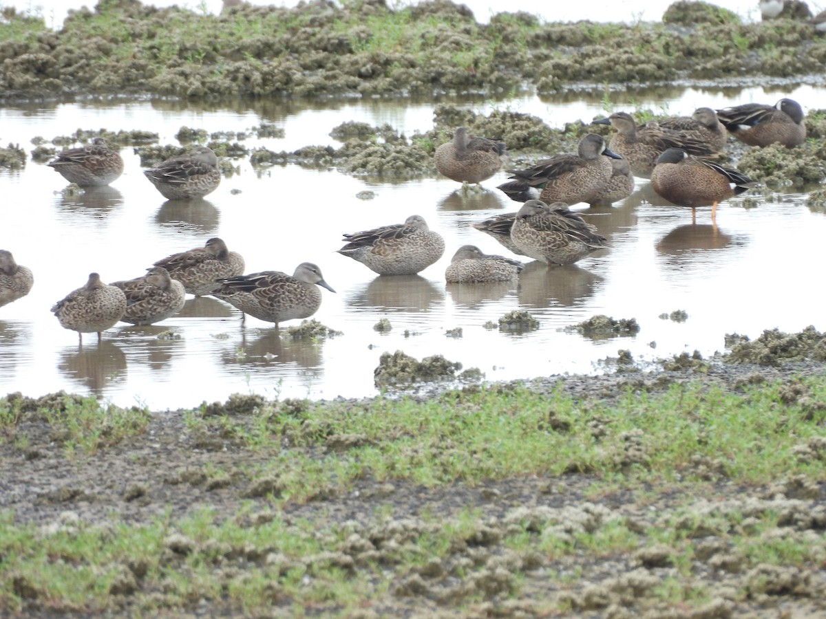 Blue-winged Teal - ML647035151
