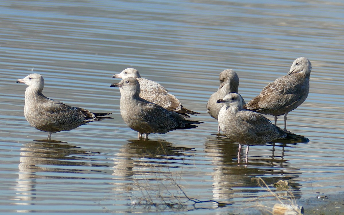 American Herring Gull - ML647035159