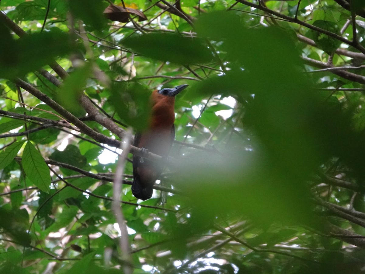 Capuchinbird - ML647035162