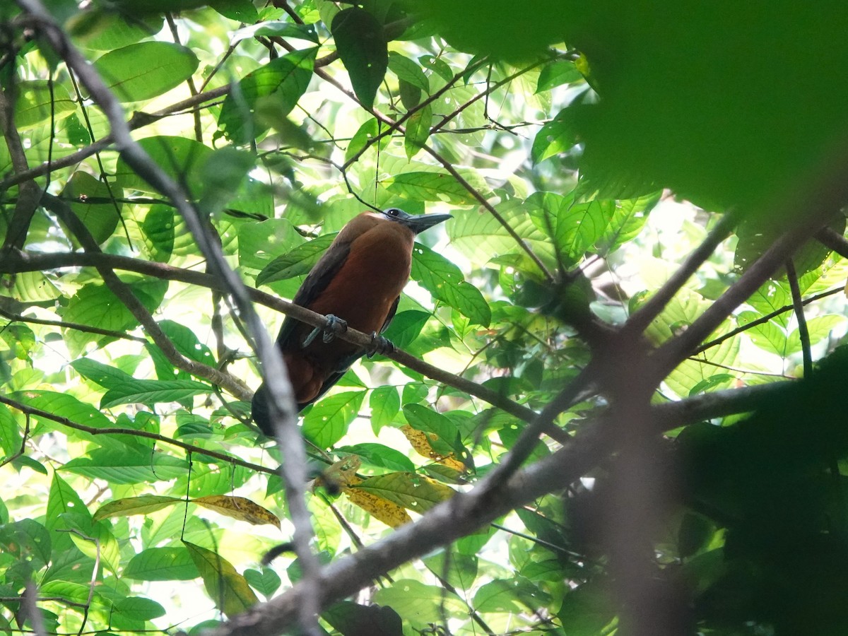 Capuchinbird - ML647035163