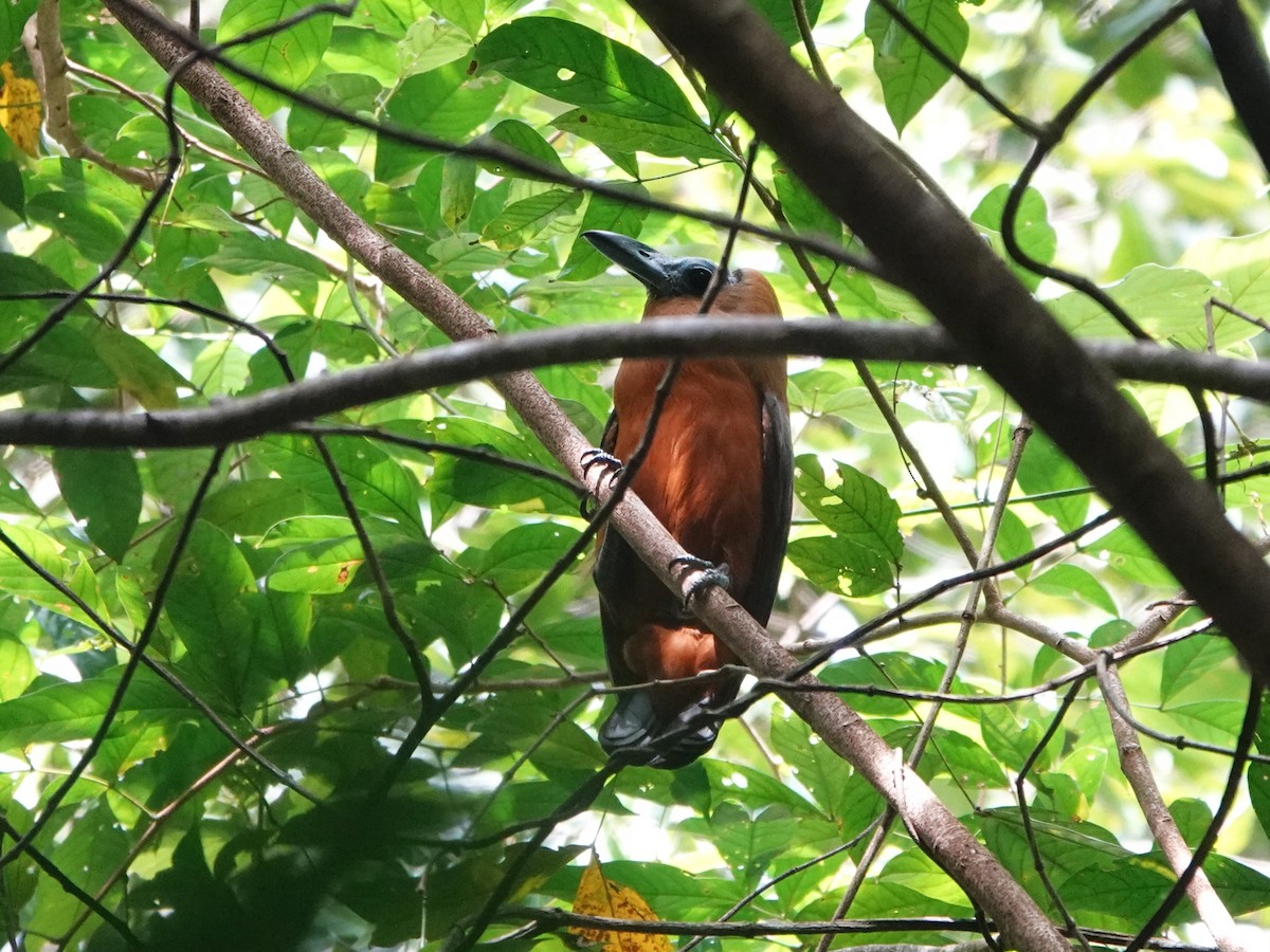 Capuchinbird - ML647035165