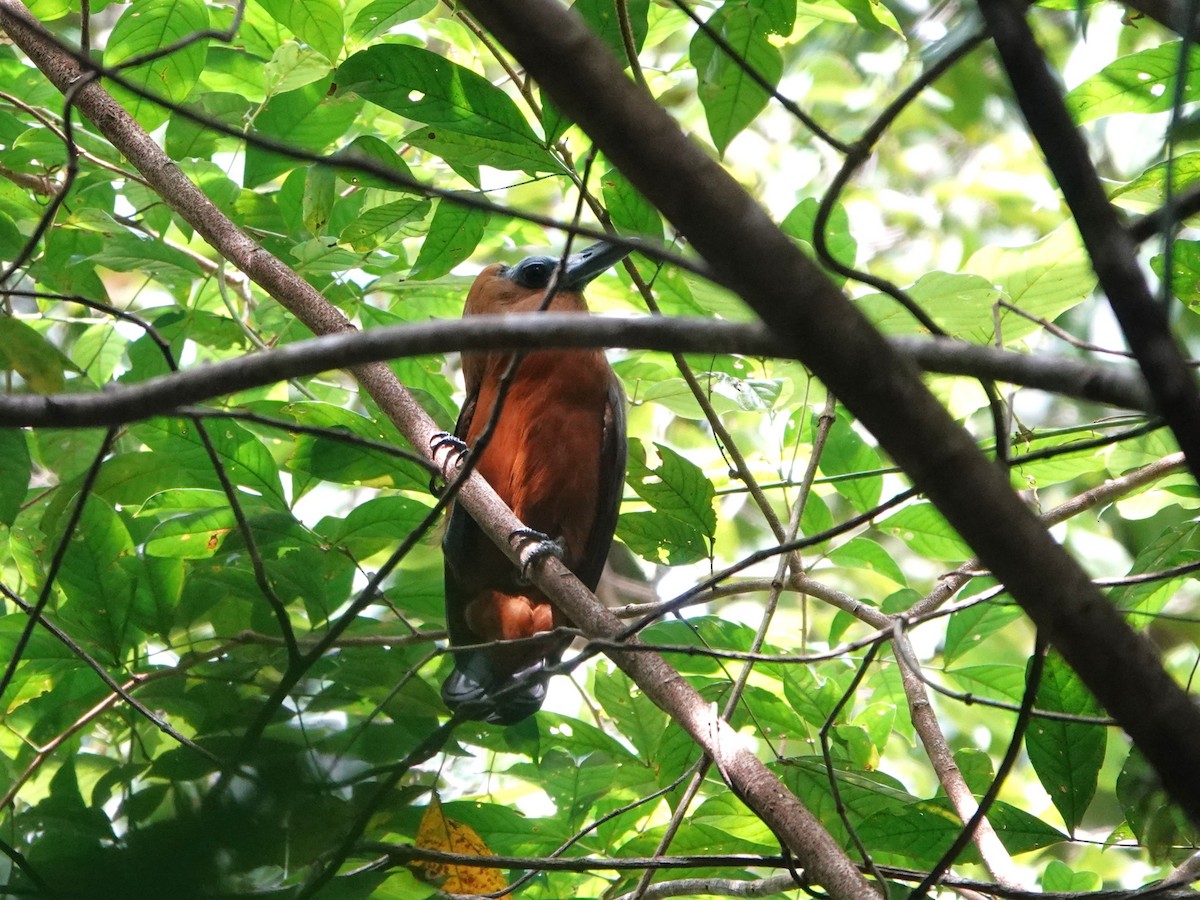 Capuchinbird - ML647035166