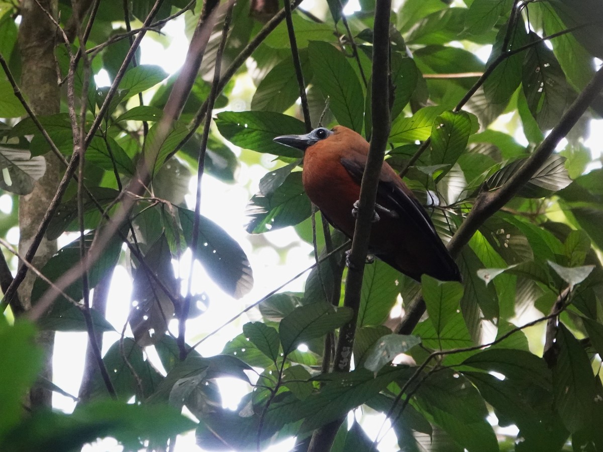 Capuchinbird - ML647035167