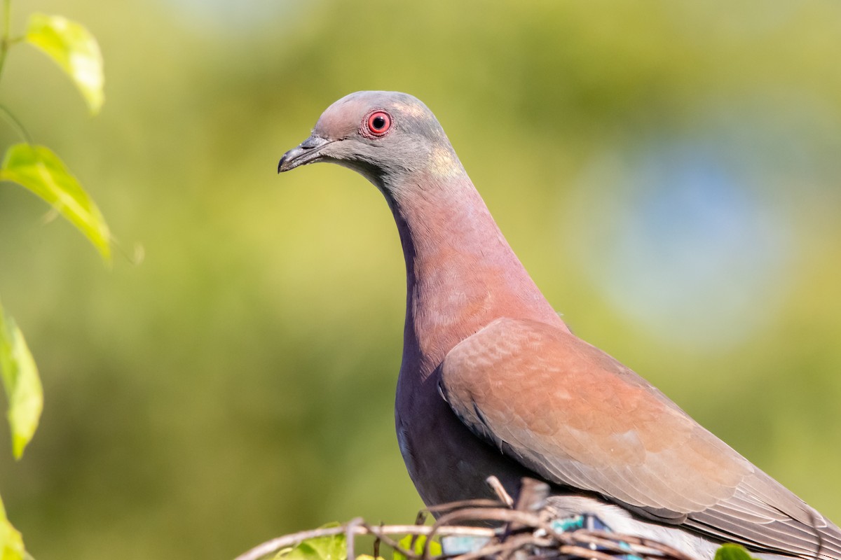 Pale-vented Pigeon - ML647035173