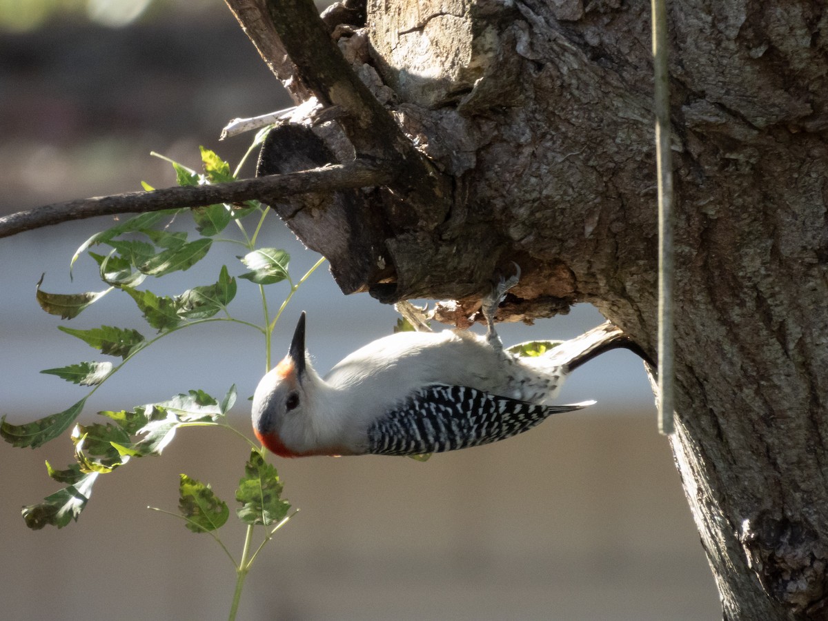 シマセゲラ - ML647035185