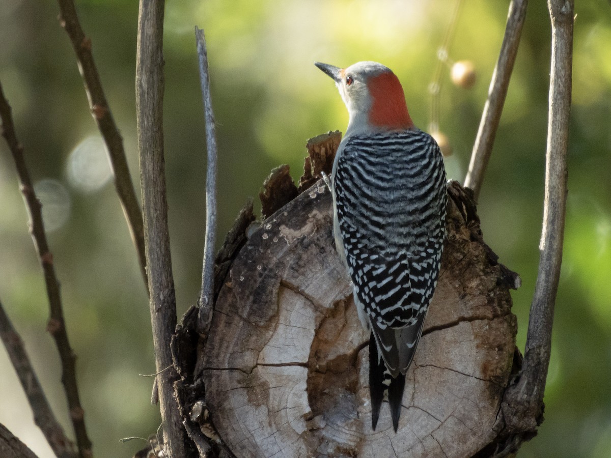 シマセゲラ - ML647035186