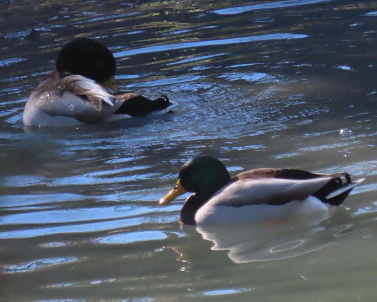 Mallard - ML647035192