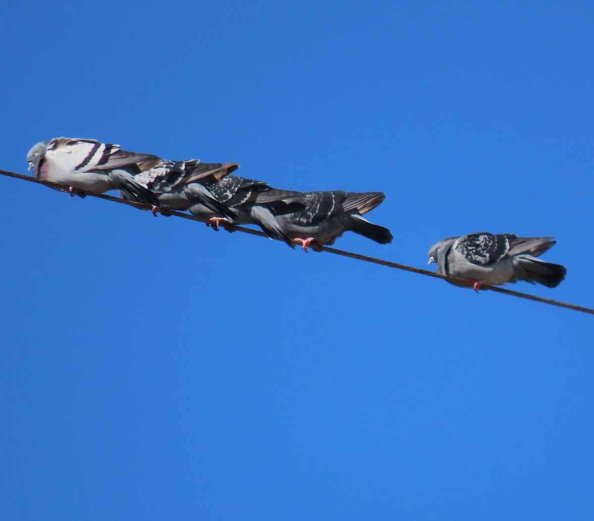 Rock Pigeon (Feral Pigeon) - ML647035195