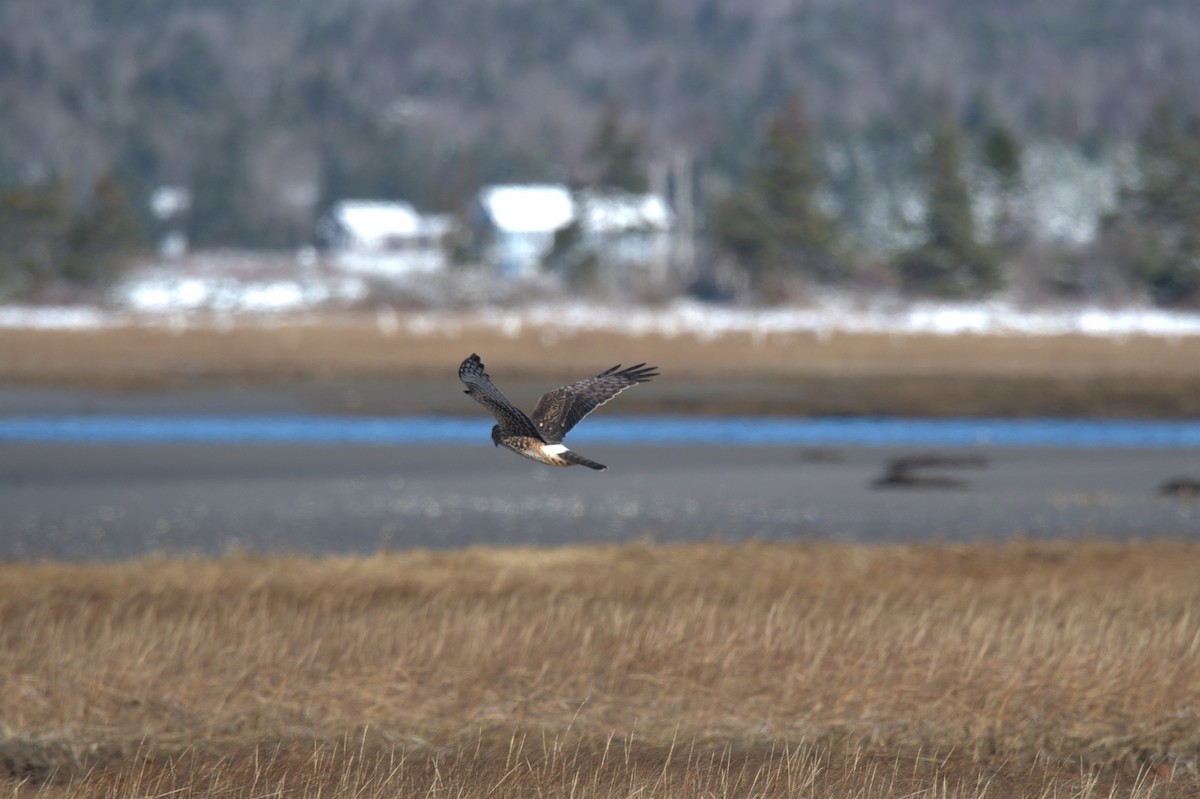 Northern Harrier - ML647035204