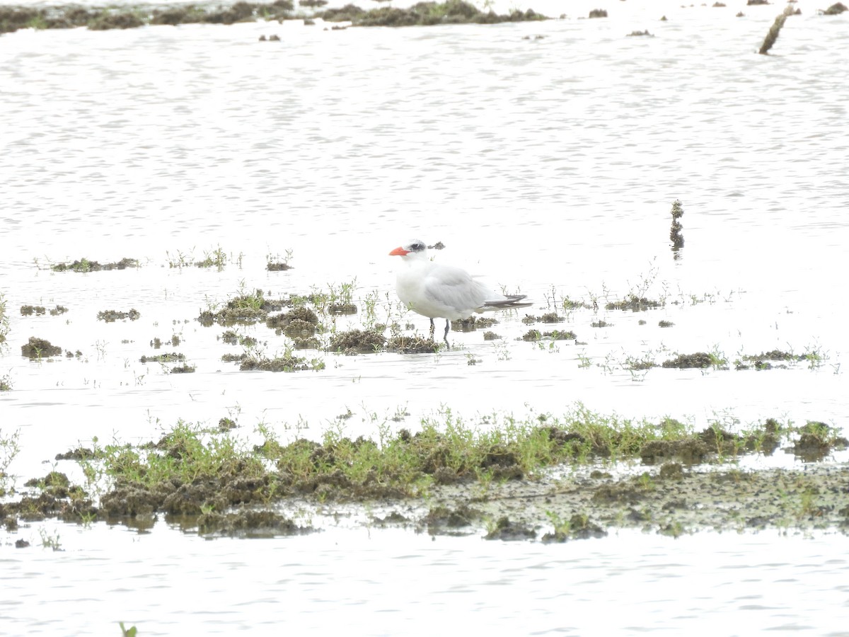 Caspian Tern - ML647035209