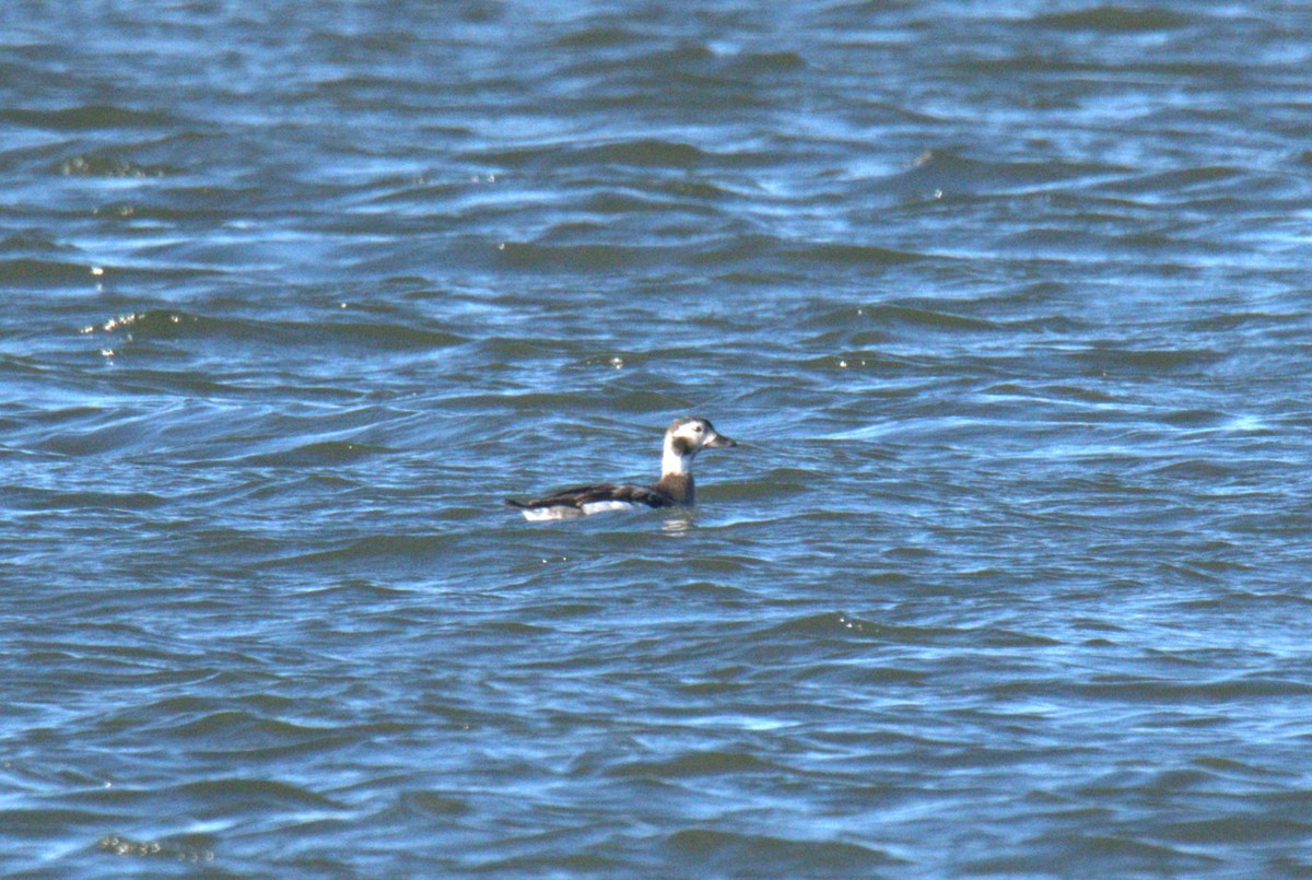 Long-tailed Duck - ML647035213