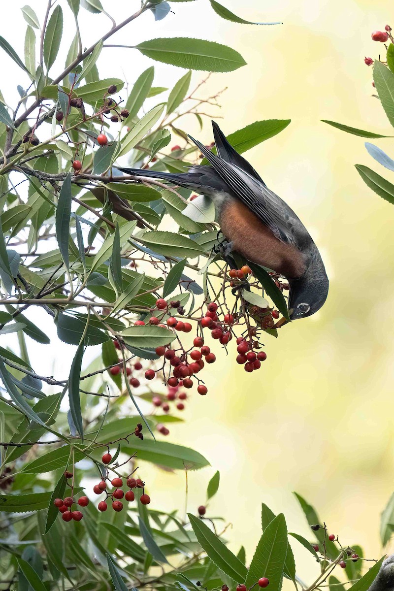 American Robin - ML647035214