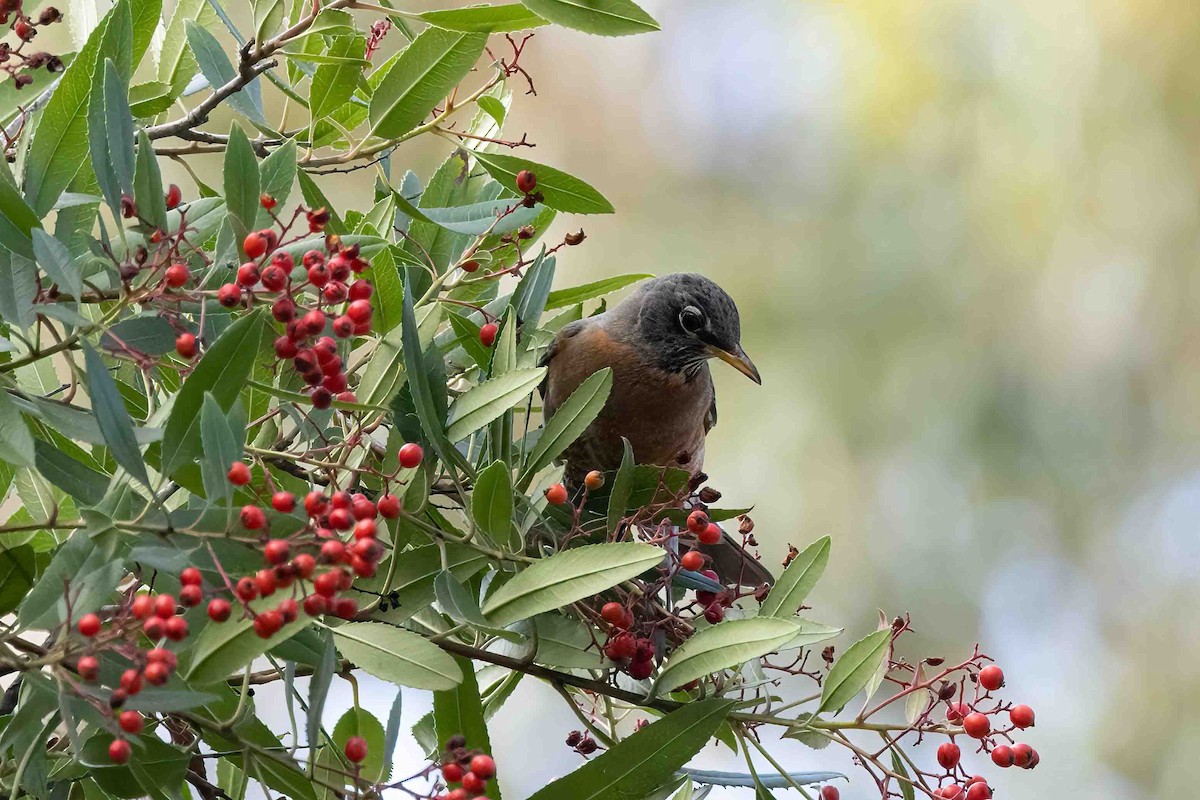 American Robin - ML647035216