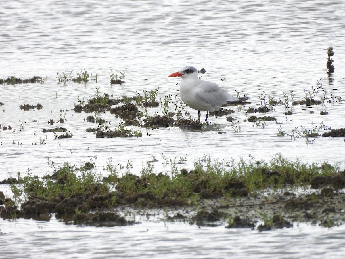 Caspian Tern - ML647035220