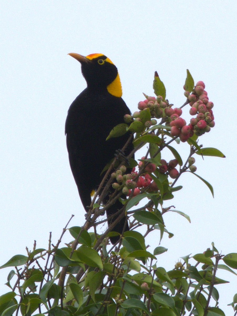 フウチョウモドキ - ML647035233