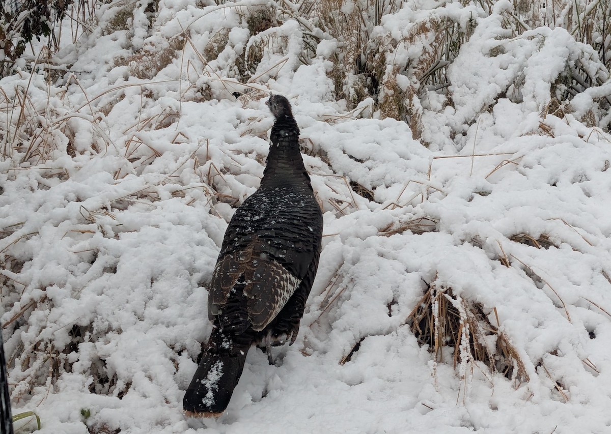 Wild Turkey - ML647035238