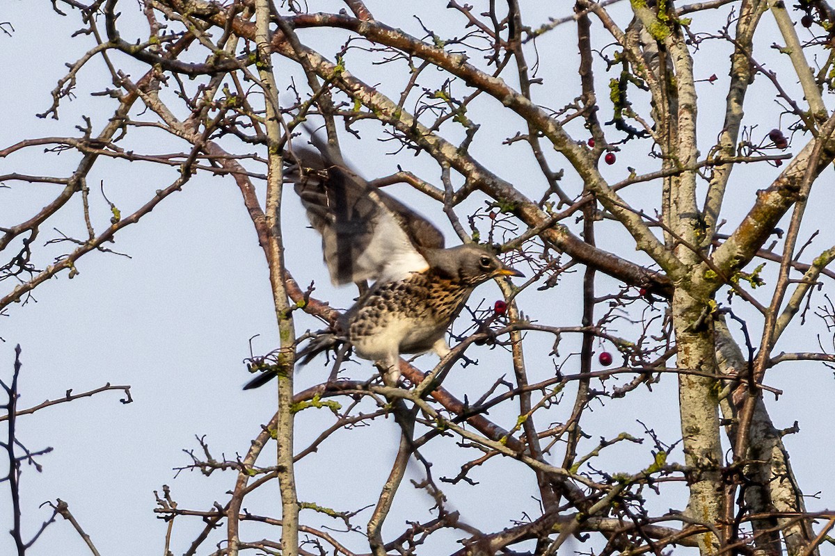 drozd kvíčala - ML647035243