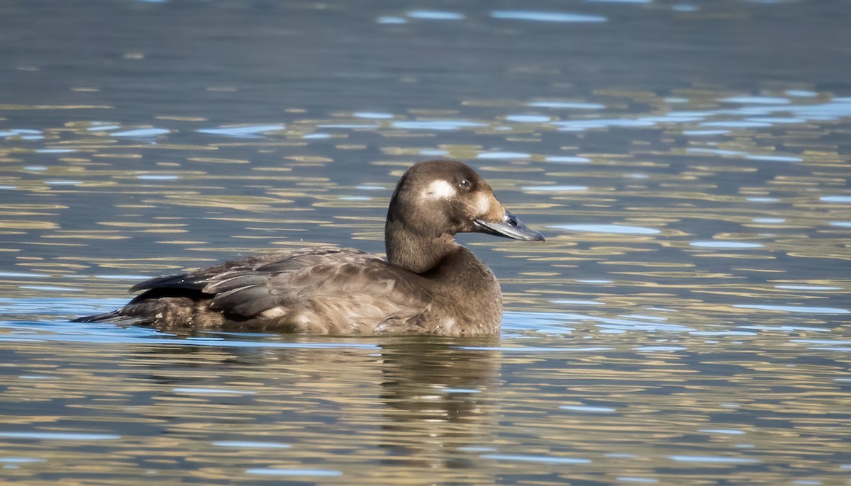 White-winged Scoter - ML647035247