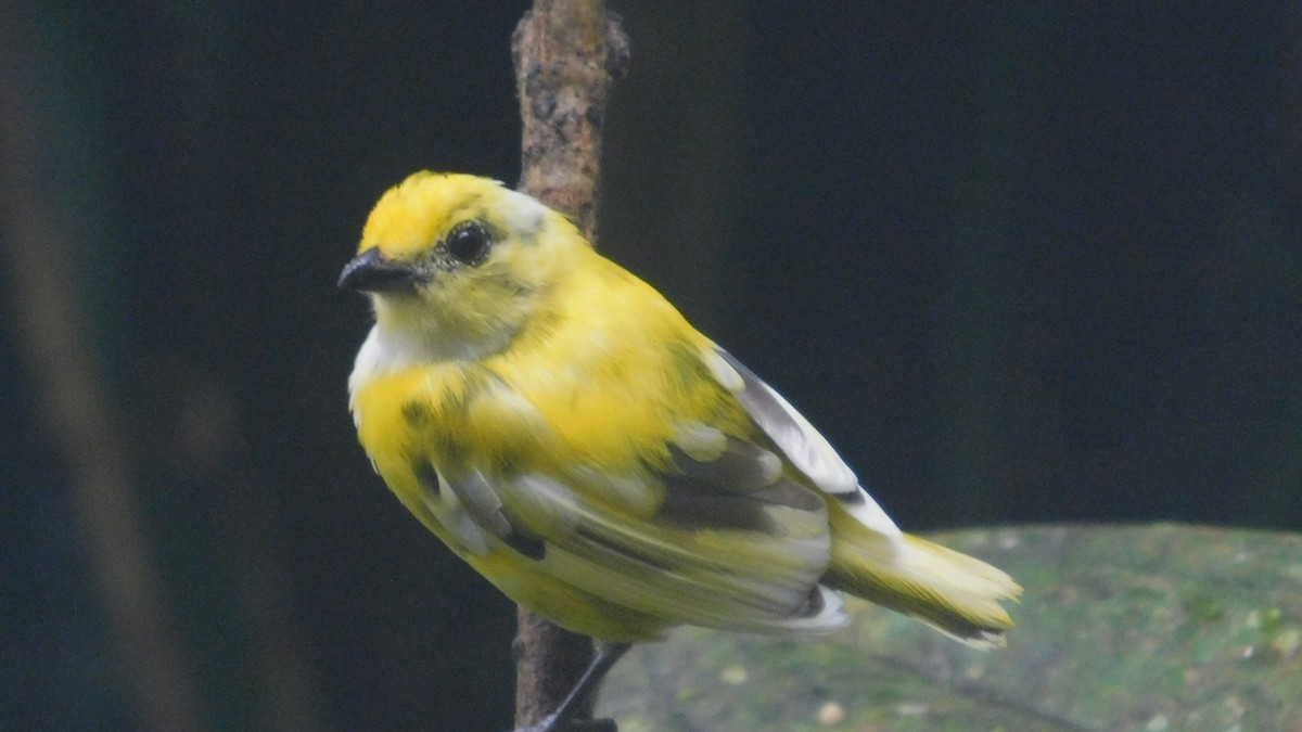 Orange-bellied Euphonia - ML647035248