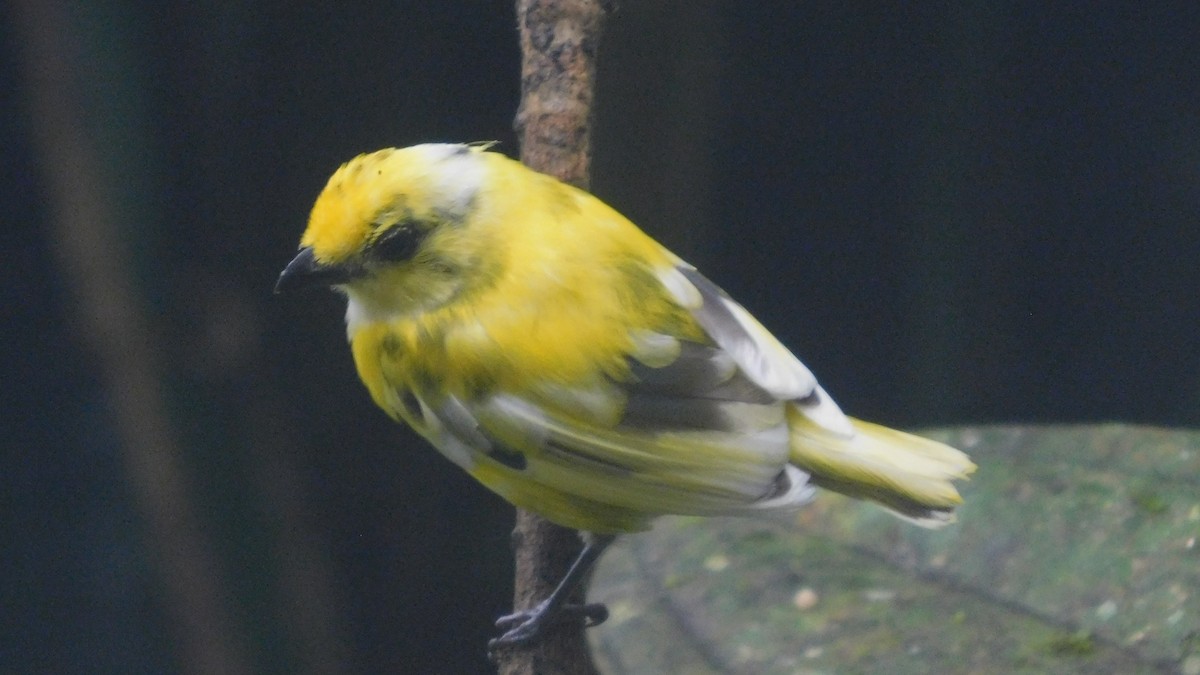 Orange-bellied Euphonia - ML647035249