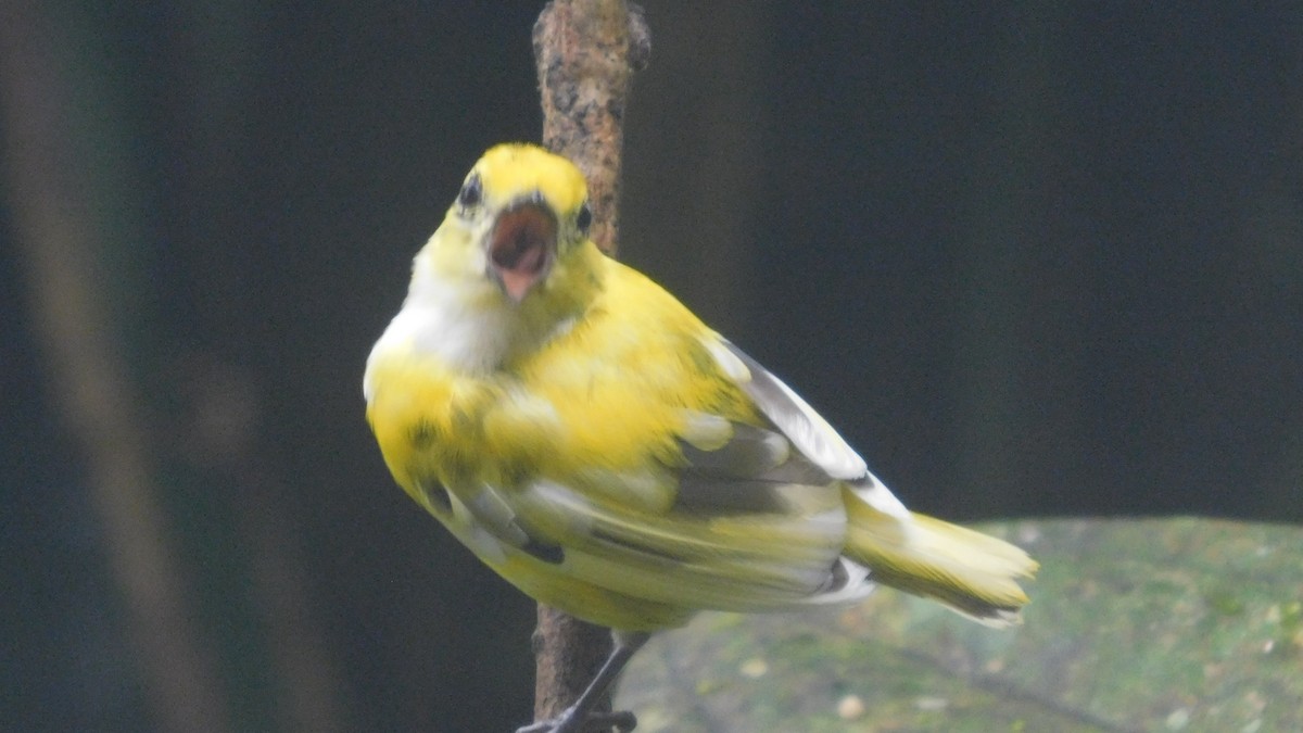 Orange-bellied Euphonia - ML647035250