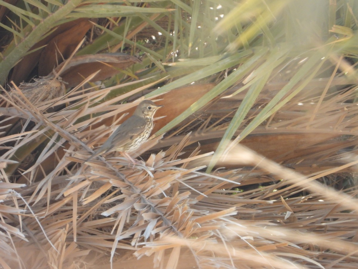 Song Thrush - ML647035252