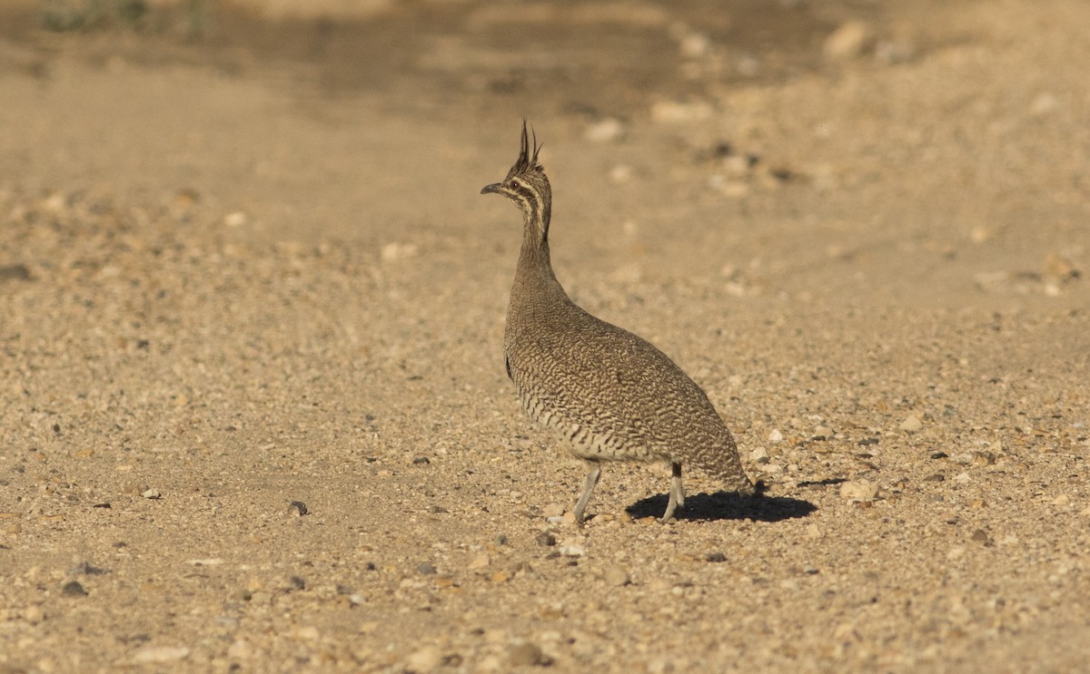 tinama argentinská - ML647035267