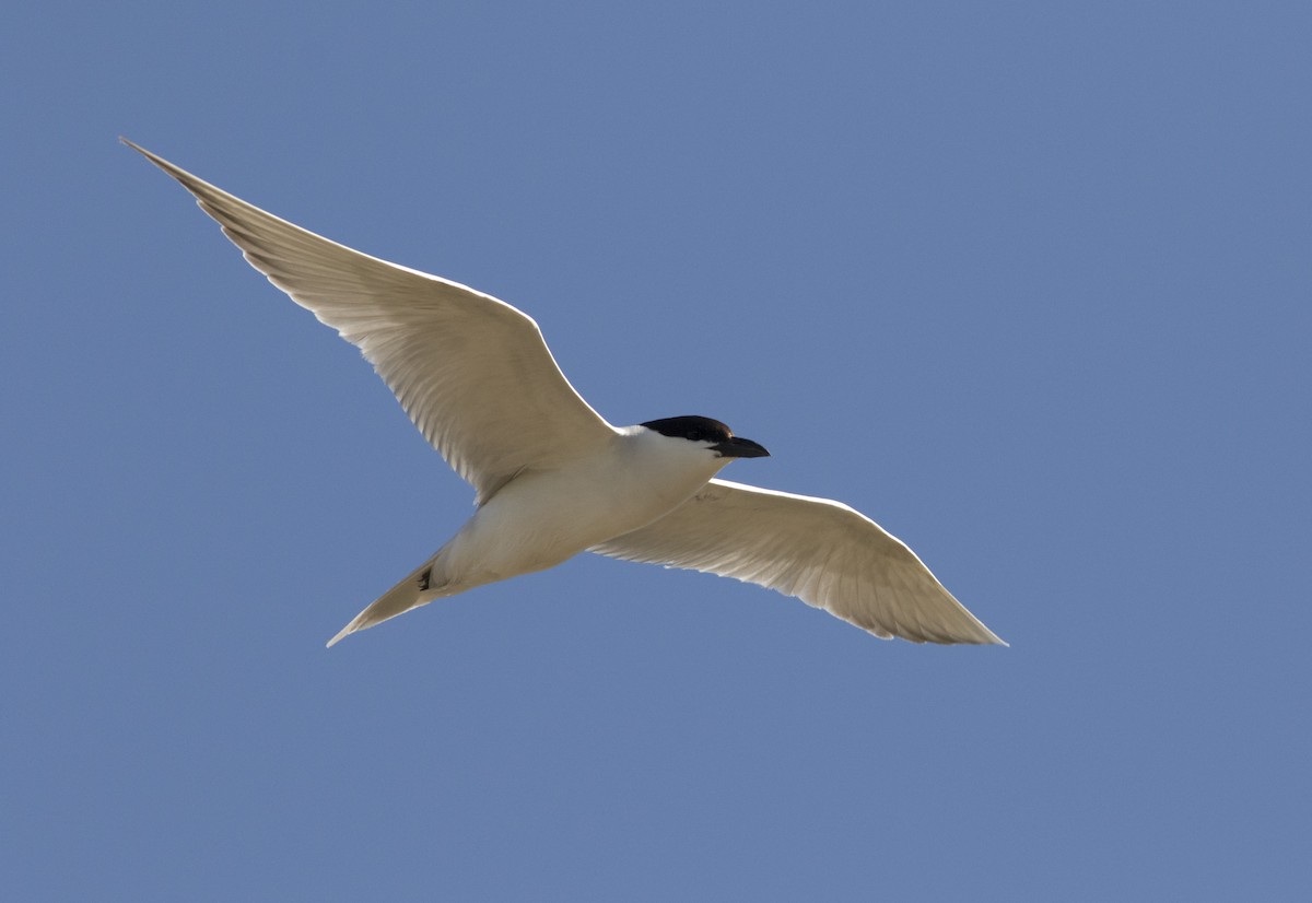 rybák černozobý - ML647035297