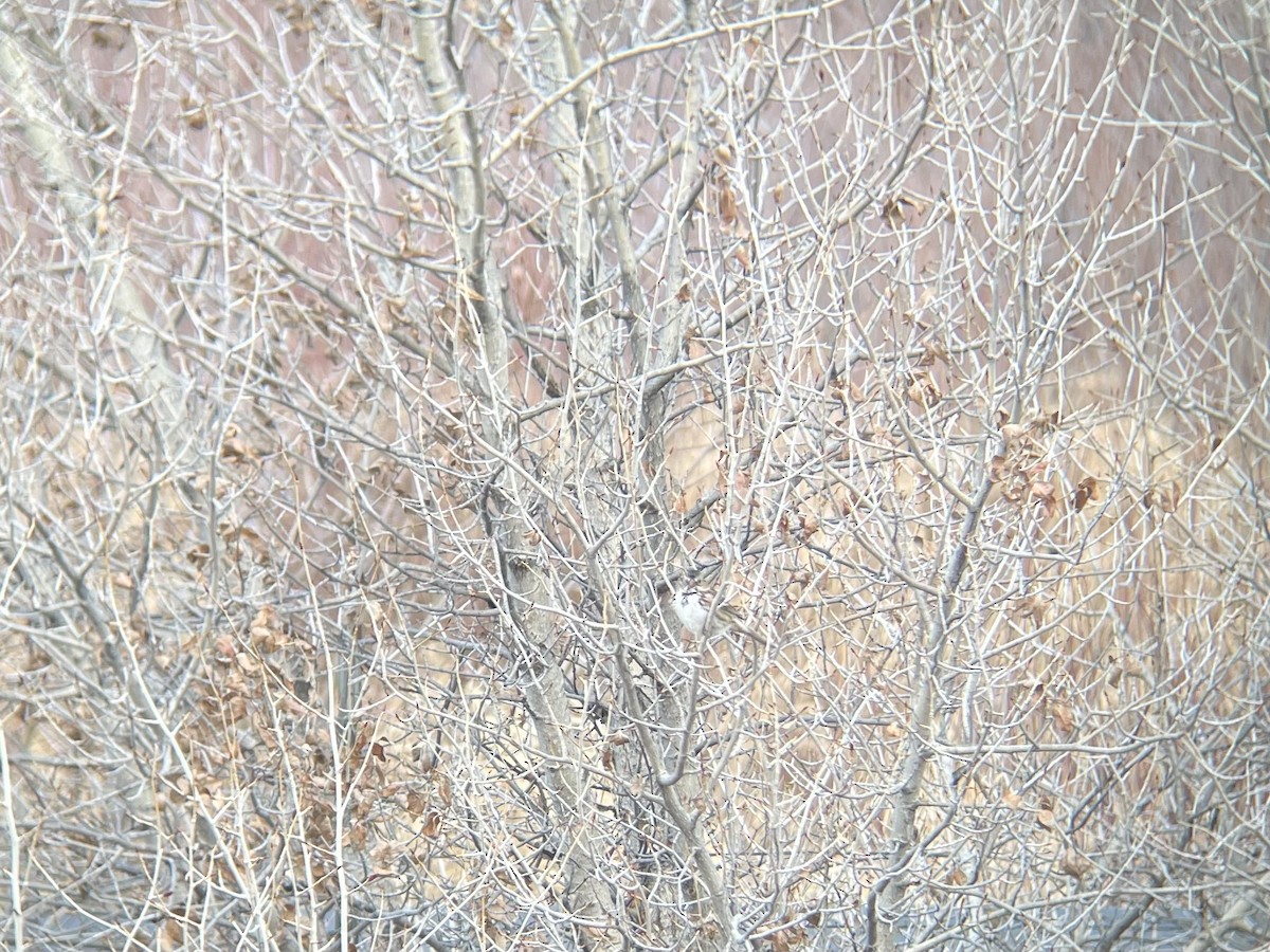 granspurv - ML647035299