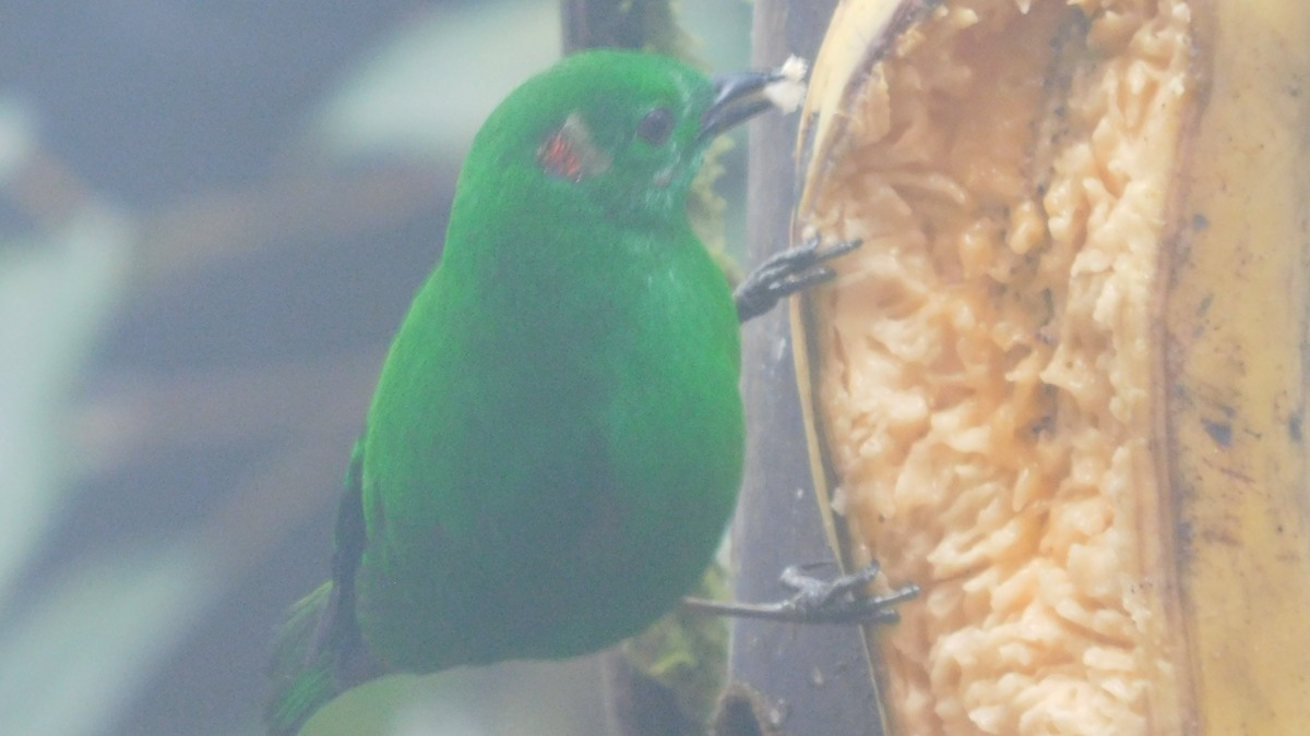 Glistening-green Tanager - ML647035303