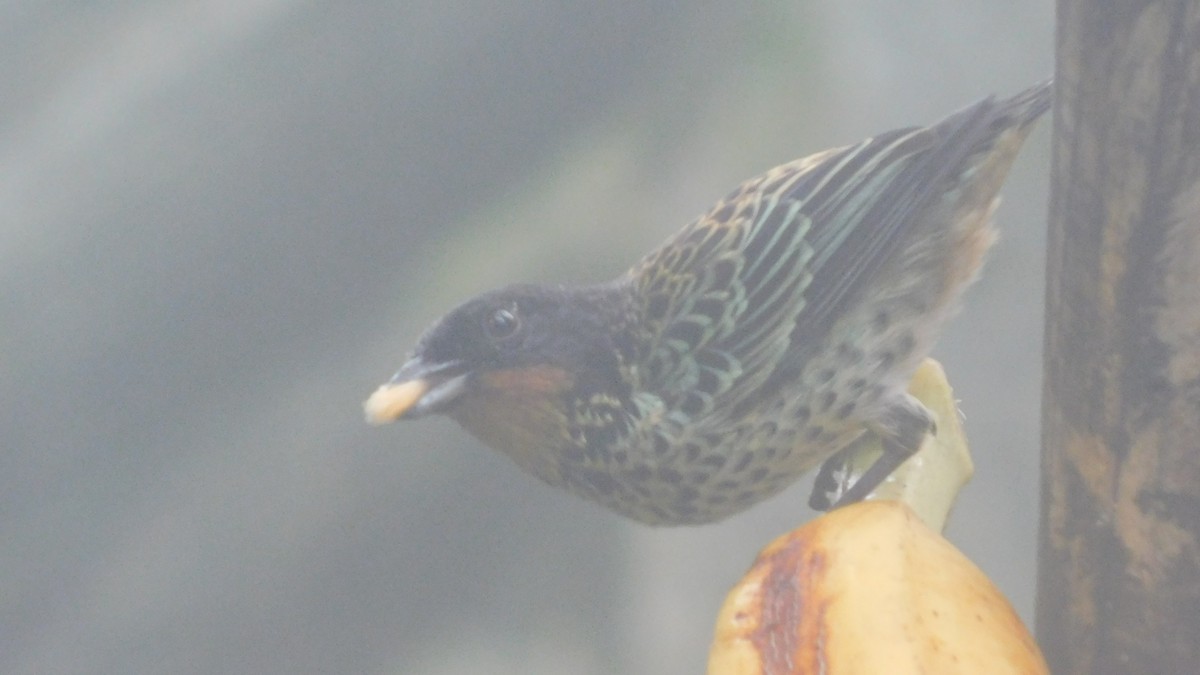 ノドアカフウキンチョウ - ML647035304