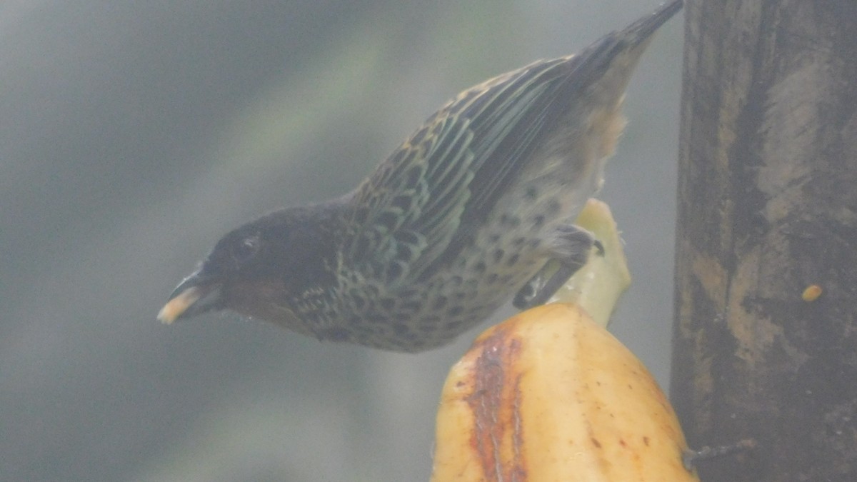 ノドアカフウキンチョウ - ML647035305