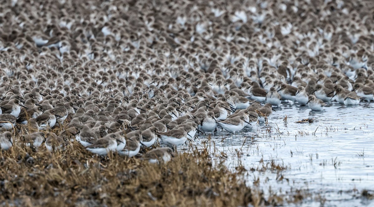 黑腹濱鷸 - ML647035312