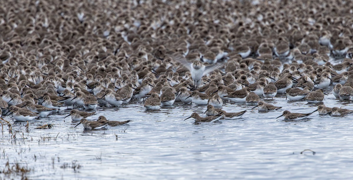 黑腹濱鷸 - ML647035313