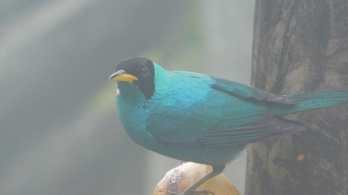 Green Honeycreeper - ML647035317