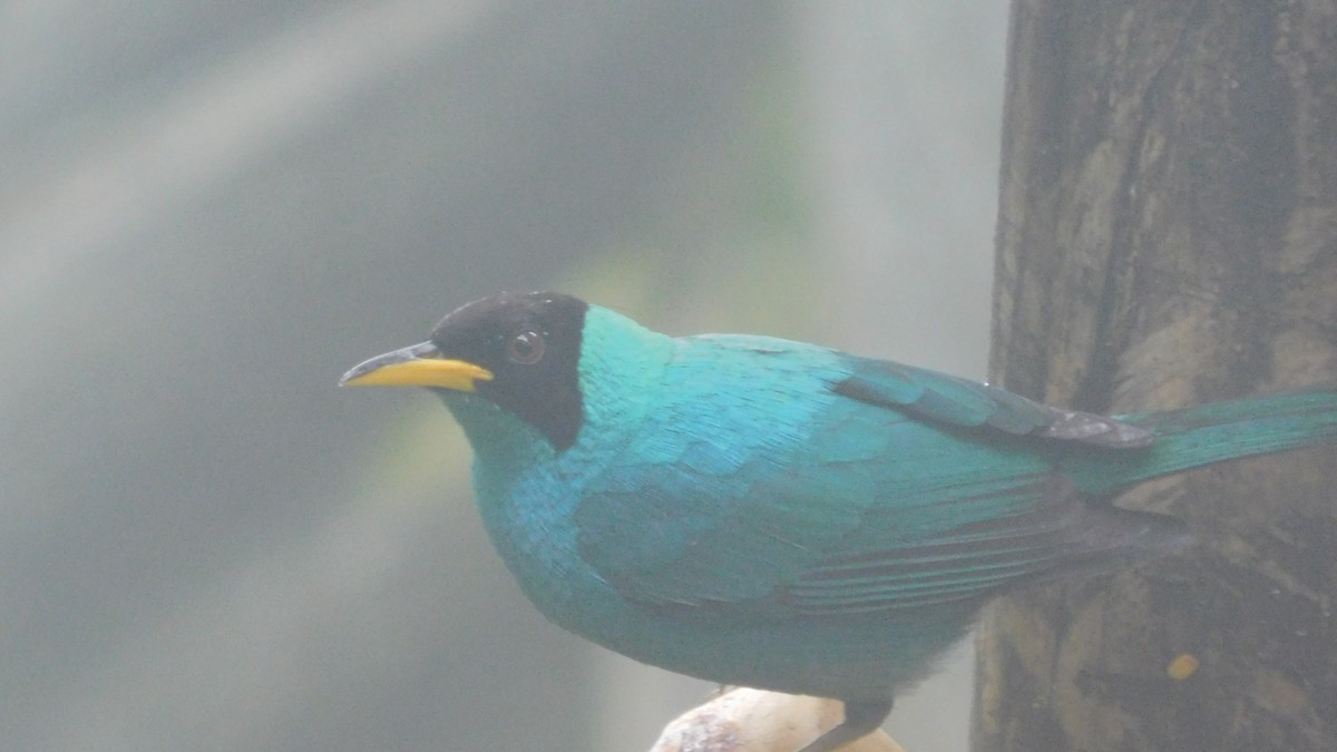 Green Honeycreeper - ML647035318