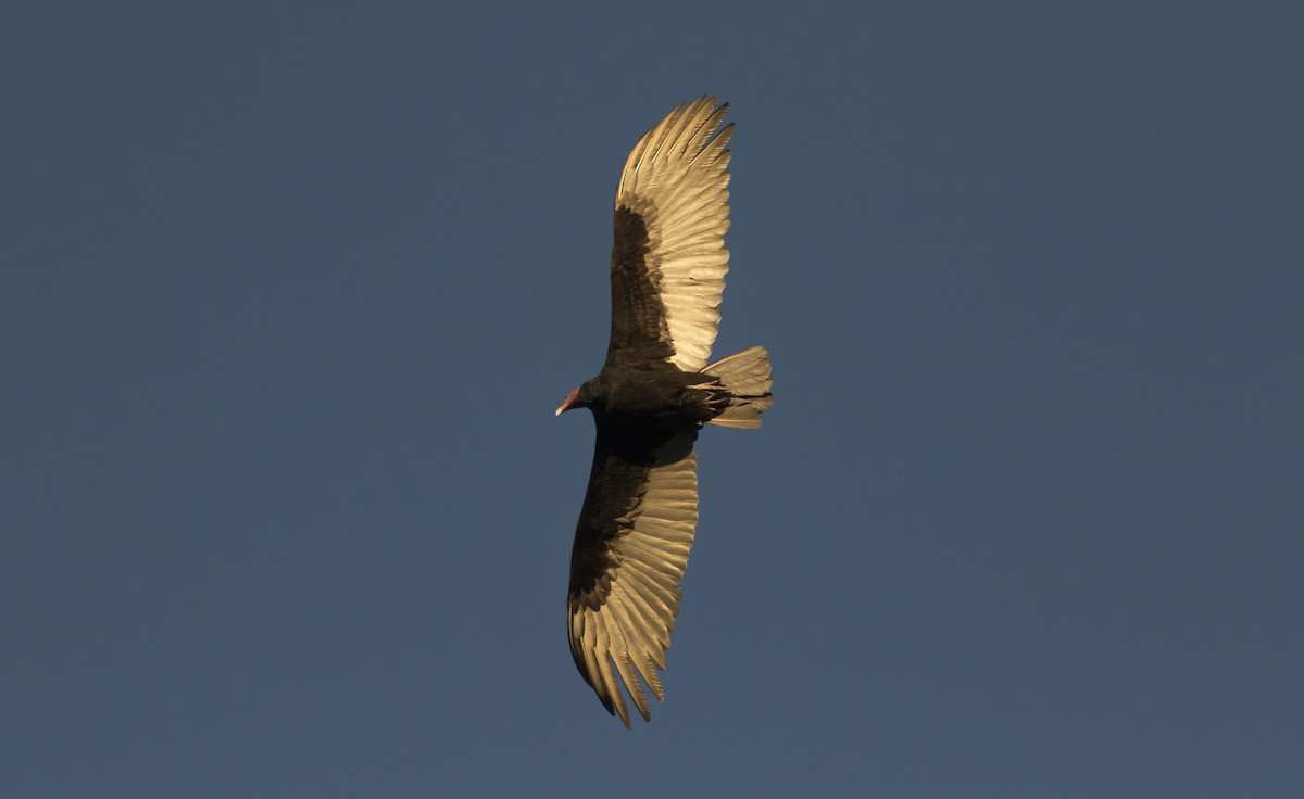 kondor krocanovitý - ML647035325