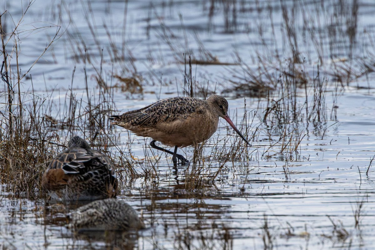 Marbled Godwit - ML647035326