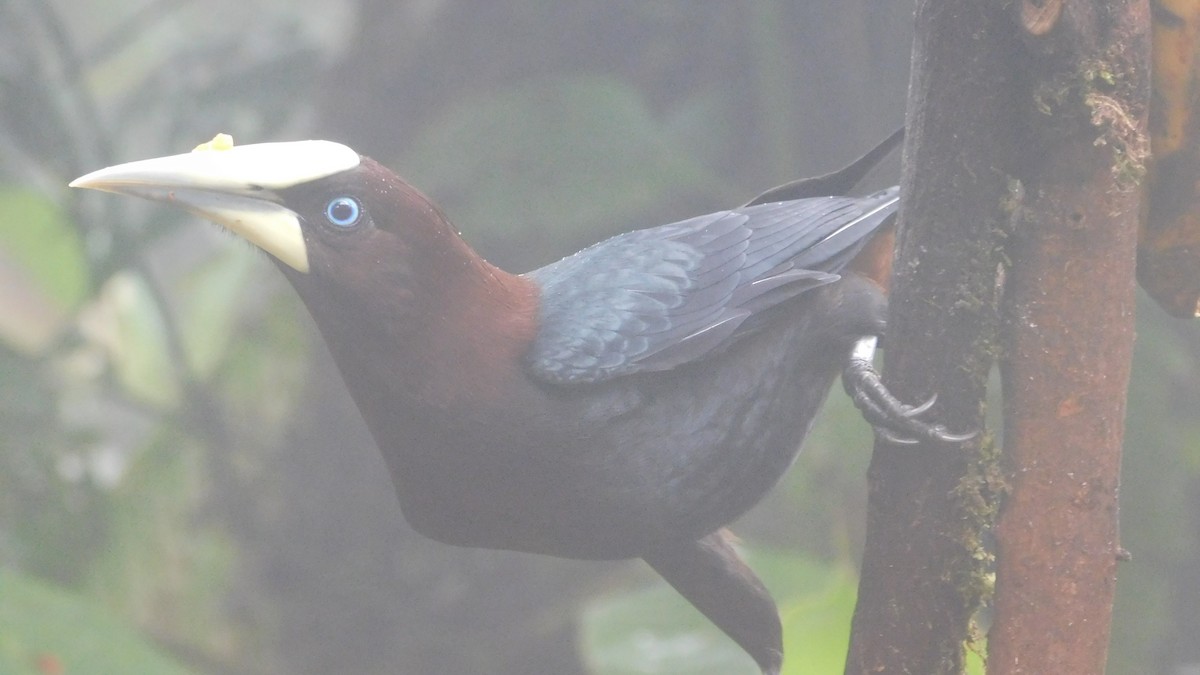 Chestnut-headed Oropendola - ML647035327