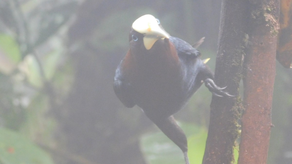 Chestnut-headed Oropendola - ML647035328