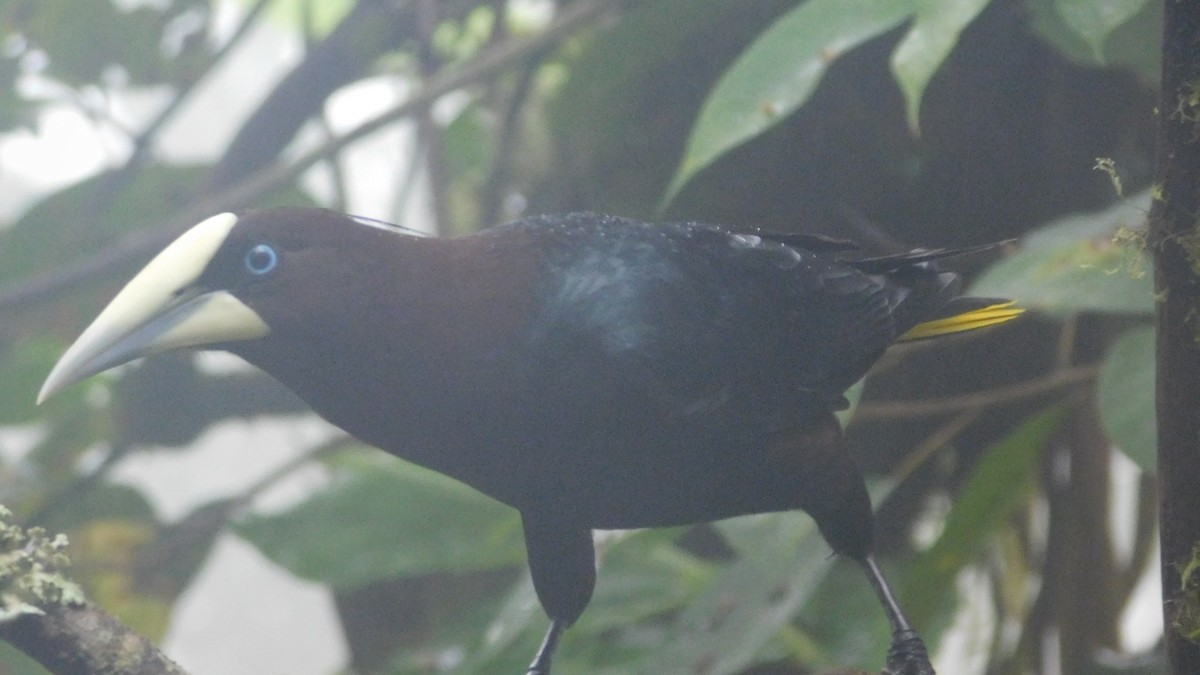 Chestnut-headed Oropendola - ML647035329