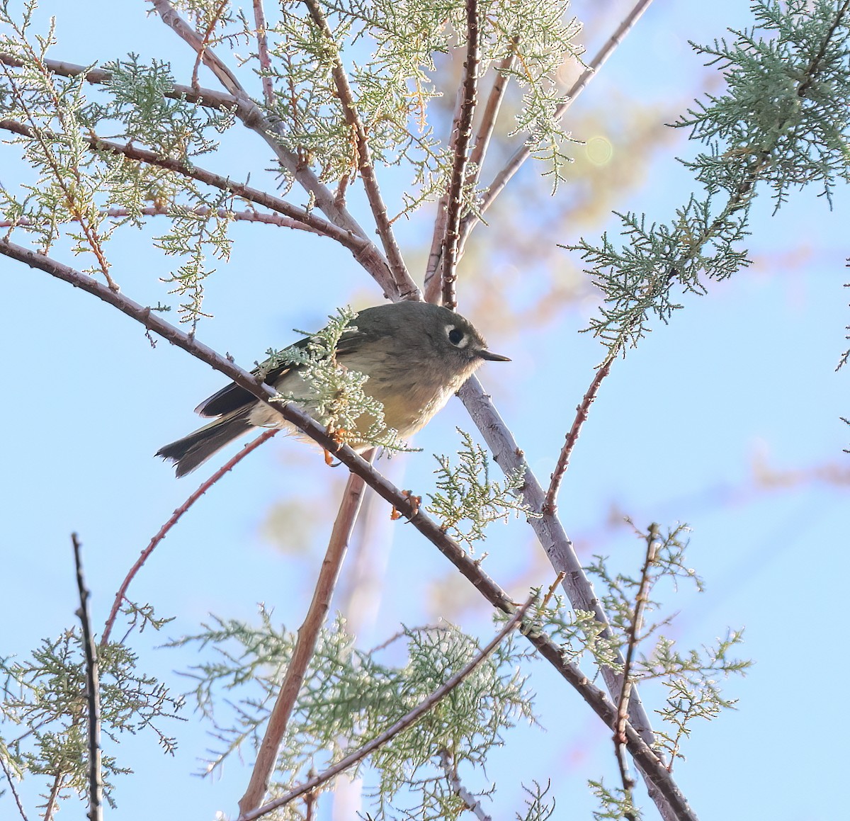 Ruby-crowned Kinglet - ML647035332