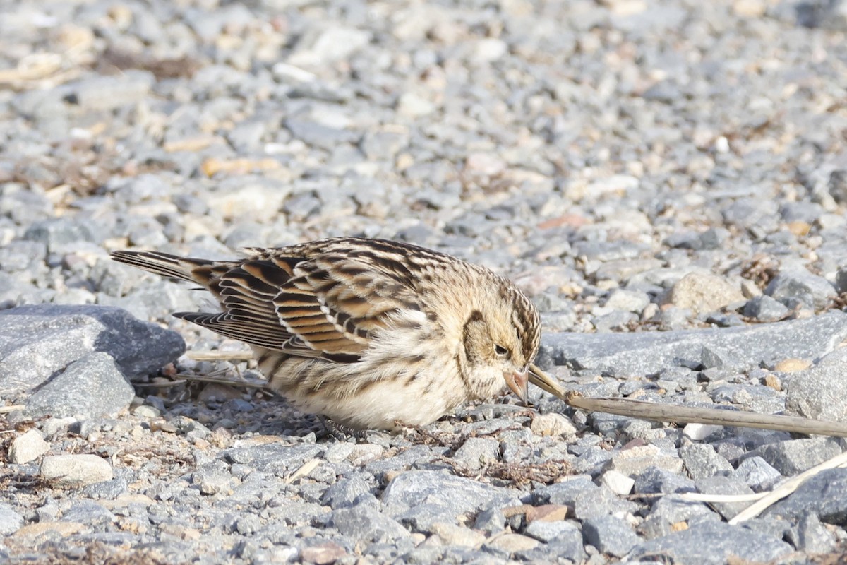 Подорожник лапландський - ML647035333