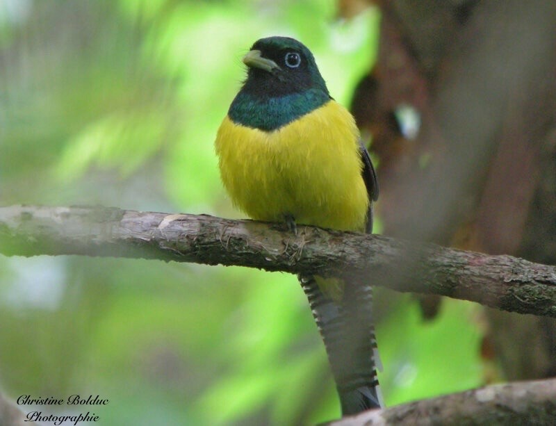 Graceful Black-throated Trogon - ML647035334
