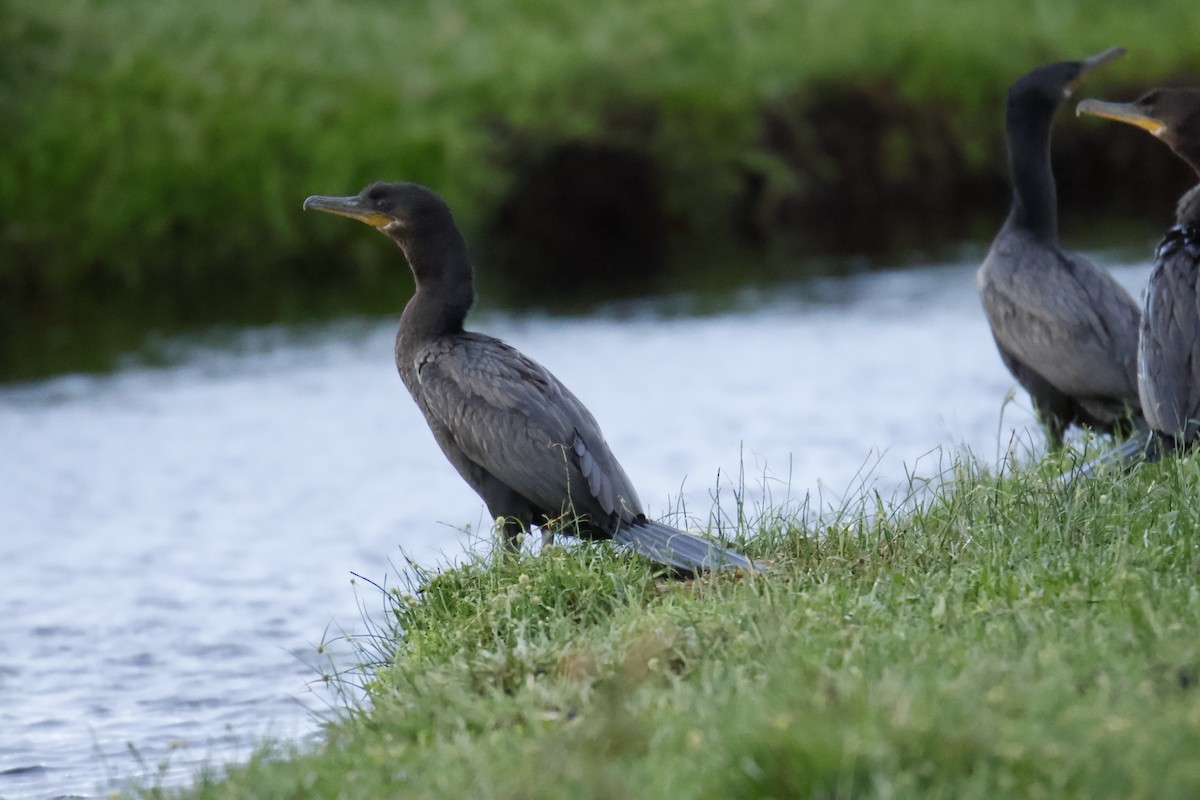 Neotropic Cormorant - ML647035339