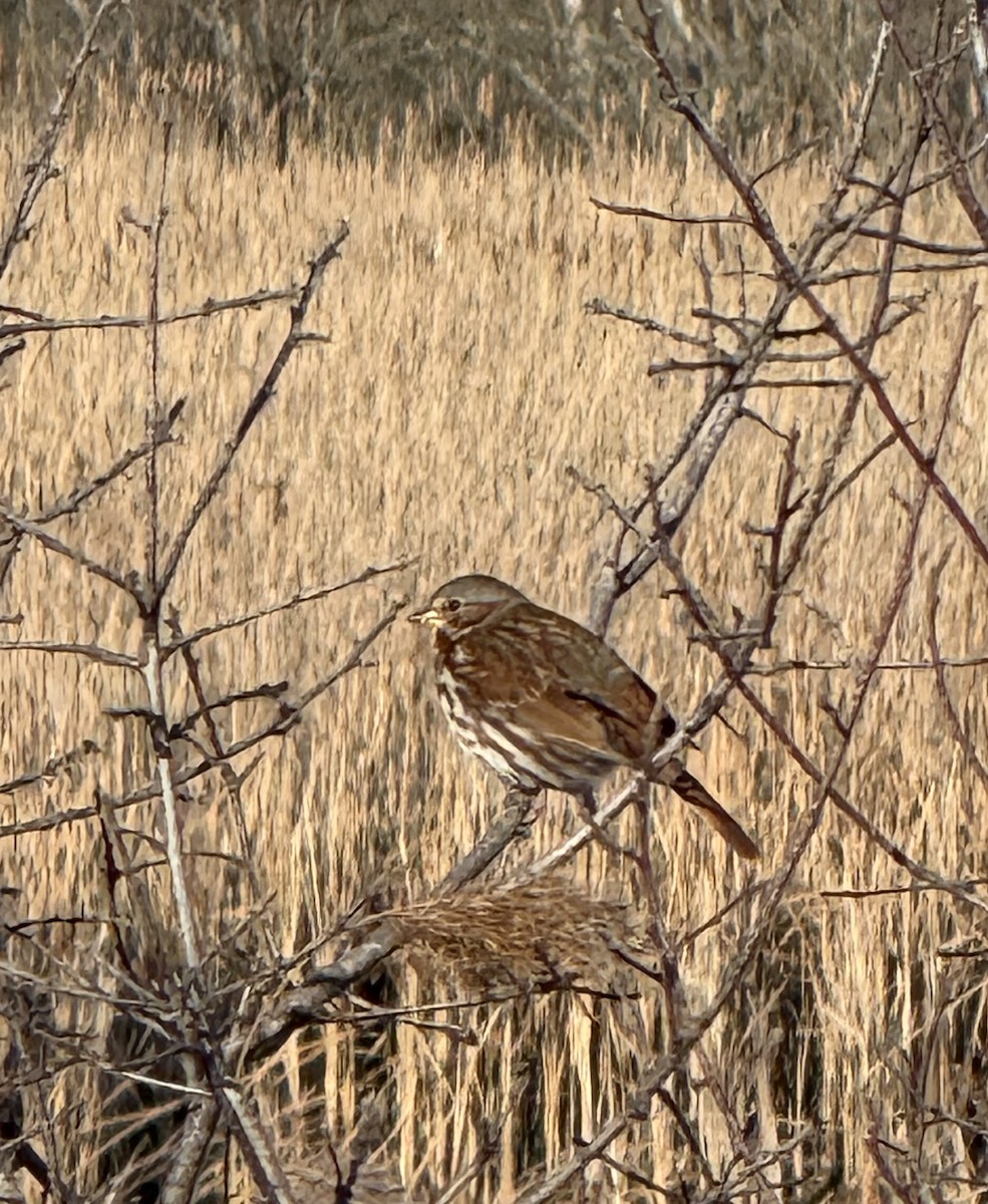 strnadec kaštanový - ML647035340